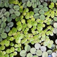 Spirodela Polyrhiza Piante acquario galleggianti