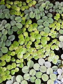 Spirodela Polyrhiza Piante acquario galleggianti