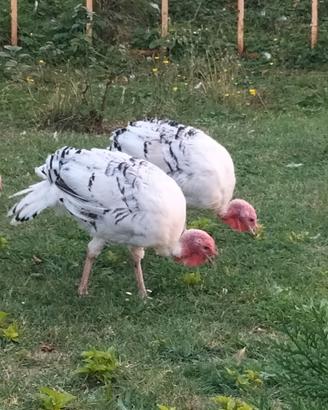 Tacchini ermellinati di Rovigo