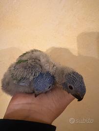 Lori arcobaleno da imbecco pappagalli pulli