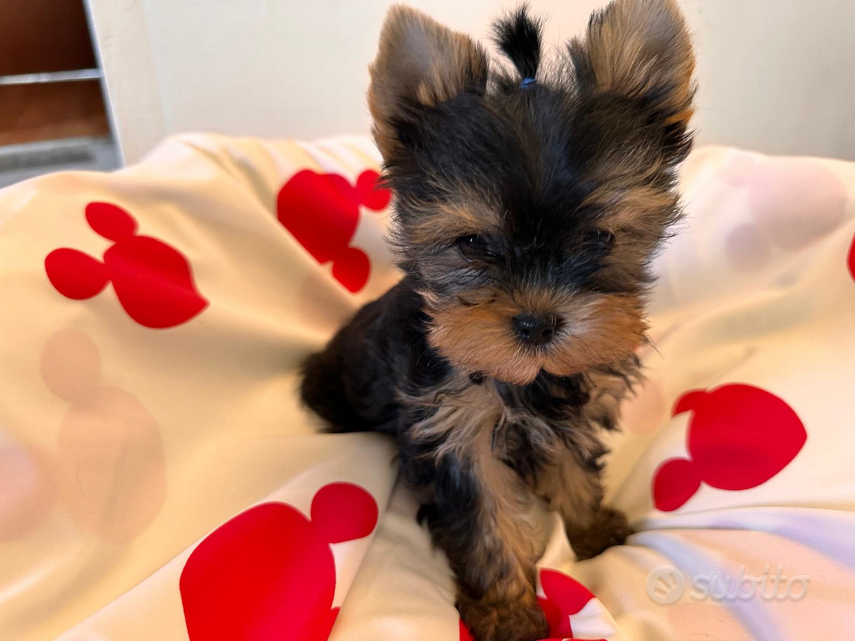 Yorkshire terrier Regalo e vendita animali