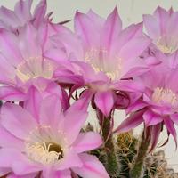 ECHINOPSIS ROSA pianta grassa