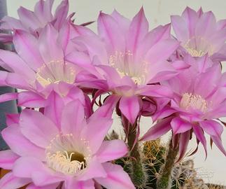 ECHINOPSIS ROSA pianta grassa