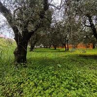 piante di olive