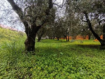 piante di olive