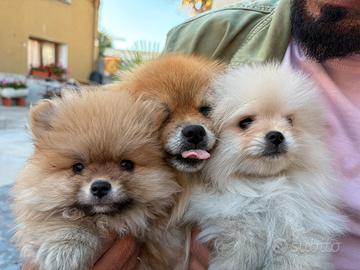 Spiz di Pomerania