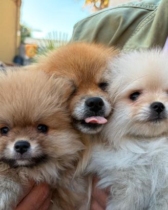 Spiz di Pomerania