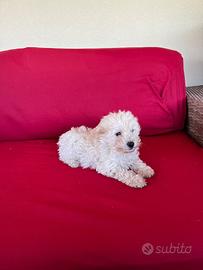 Maltipoo
