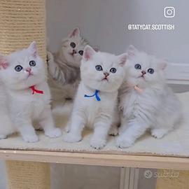 Gattini British shorthair e Scottish straight