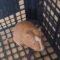 Cavie porcellini d'india