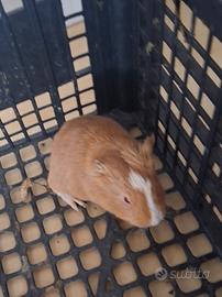 Cavie porcellini d'india