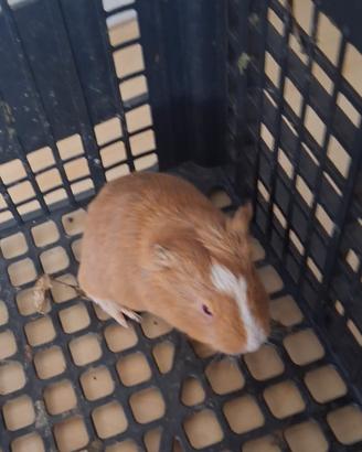 Cavie porcellini d'india