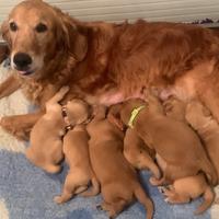 Golden retriever