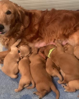 Golden retriever