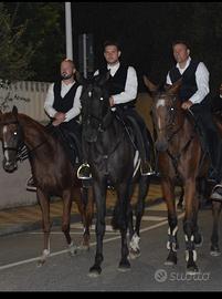 Cavallo sella italiano