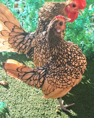 gallina gallo 