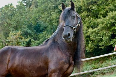 Cavallo