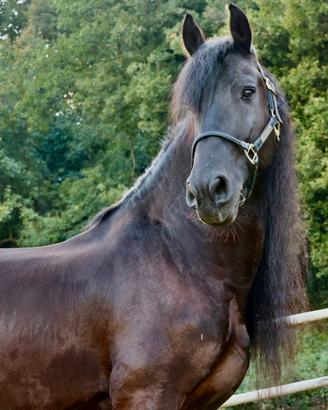Cavallo