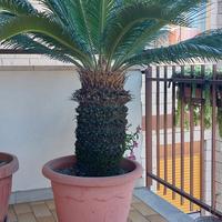 palma cycas revoluta