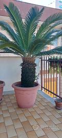 palma cycas revoluta