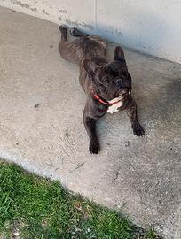 Bulldog Francese Cesare