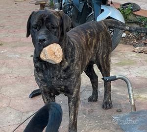 Cane corso maschio per monta