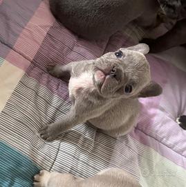 Cucciolo bulldog francese