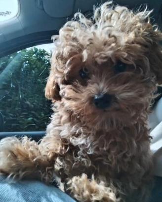 Cane Maltipoo Femmina toy