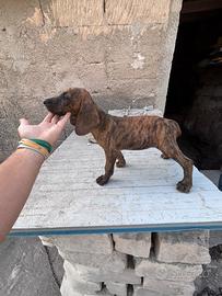 Cucciole Seguicio maremmano