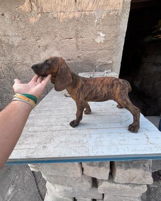 Cucciole Seguicio maremmano