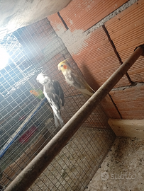 Coppia di calopsiter