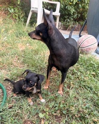 Pinscher