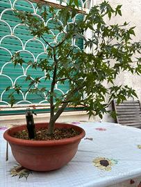 Acero deshojo bonsai