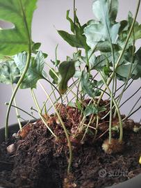 pianta viva felce Blue star 