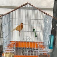 Canarino canterino con gabbia