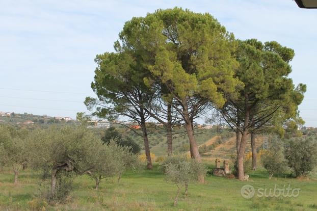 Terreno loreto aprutino