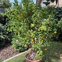 Albero di mandarino