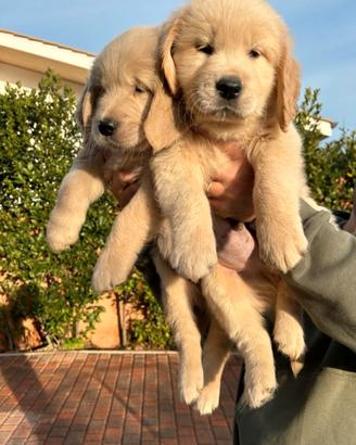 Cuccioli Golden Retriever