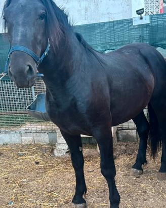 Cavallo murgese