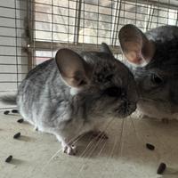 Cucciola Cincillà