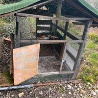 Galline pollaio legno