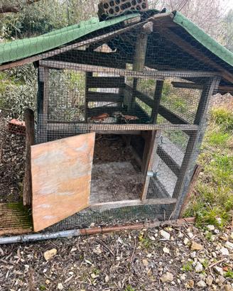 Galline pollaio legno