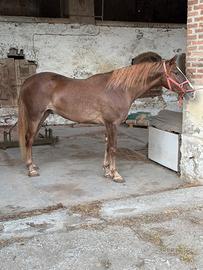 Kwpn x lusitano