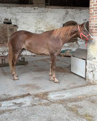 Kwpn x lusitano
