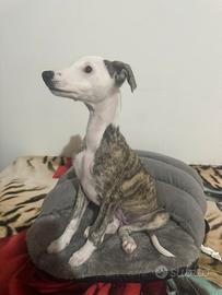 Levrieri Whippet