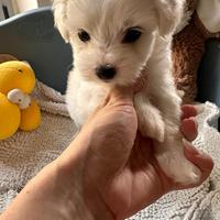Cuccioli di maltese