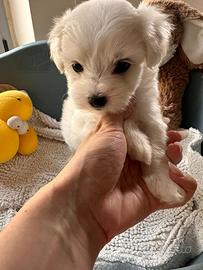 Cuccioli di maltese