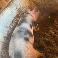 Disponibile pietrain in purezza Belga