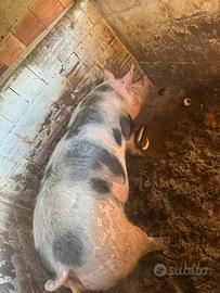 Disponibile pietrain in purezza Belga