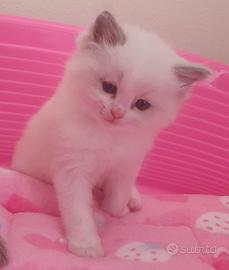 Ragdoll cuccioli con pedigree